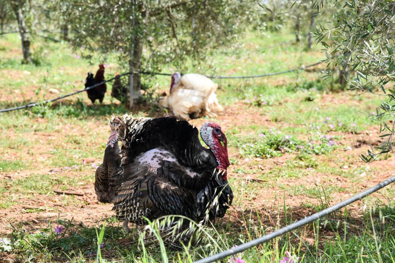 Masseria Sacramento Palagianello Dış mekan fotoğraf