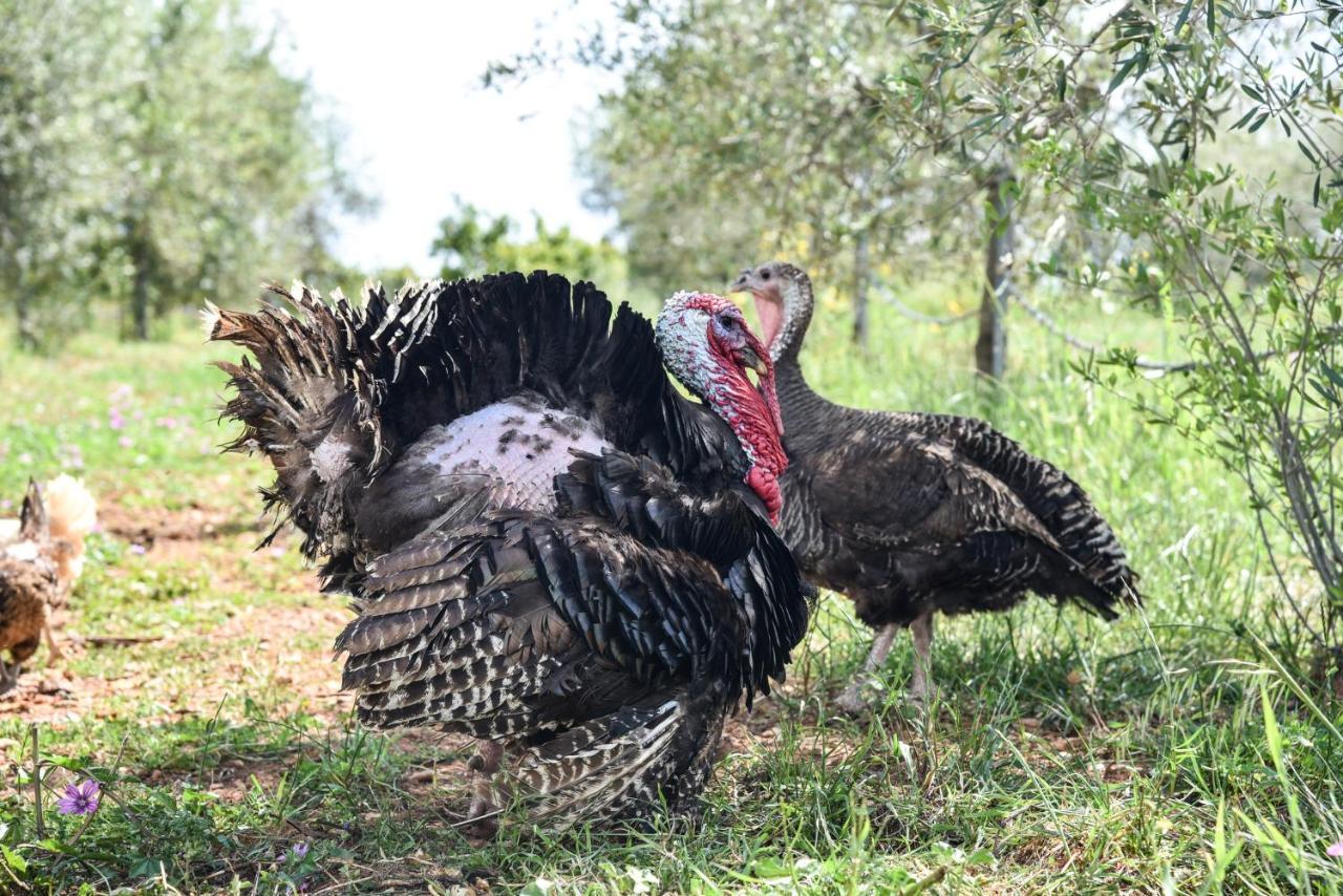 Masseria Sacramento Palagianello Dış mekan fotoğraf